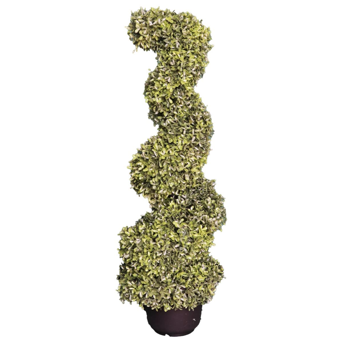 Spiral Topiary Tree Plant