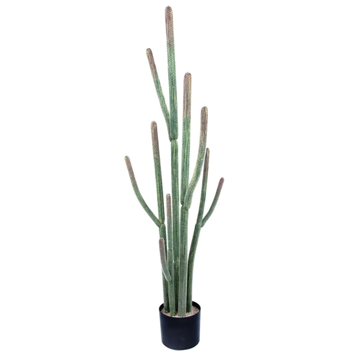 Cactus Plant