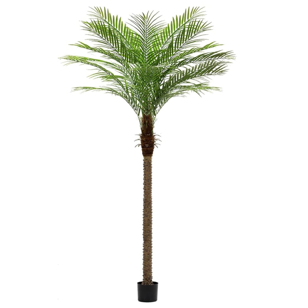 Palm Tree